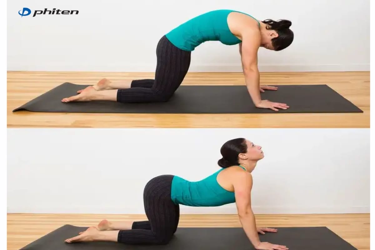 tư thế giãn cơ mèo bò