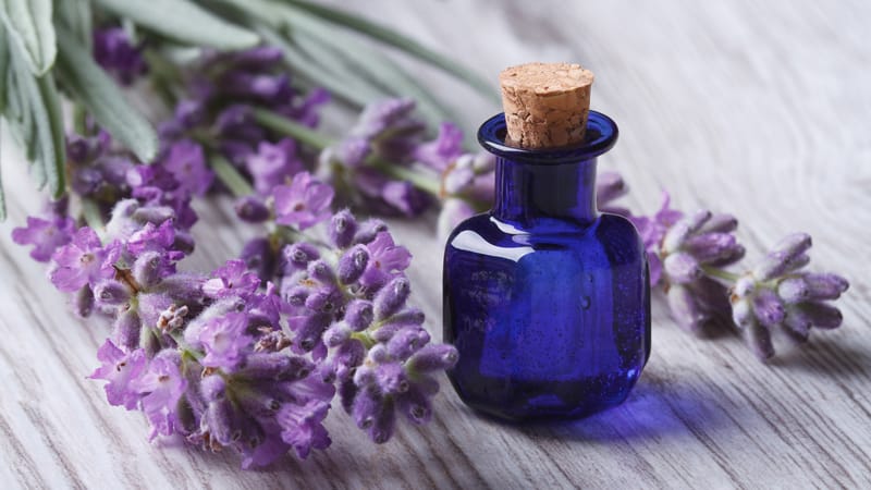 Công dụng tuyệt vời của tinh dầu oải hương trong việc làm đẹp da và tóc